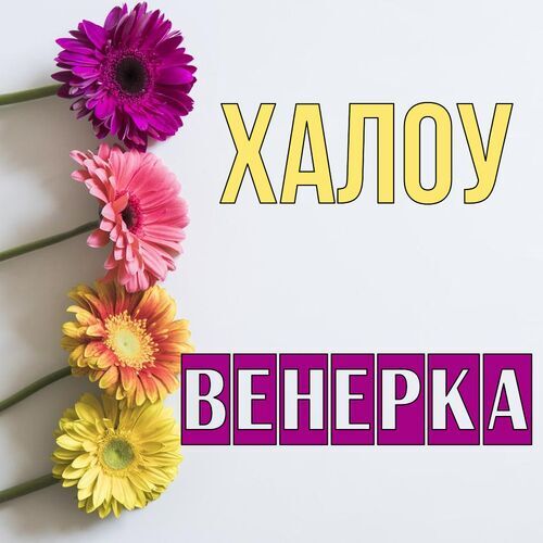 Открытка Венерка Халоу