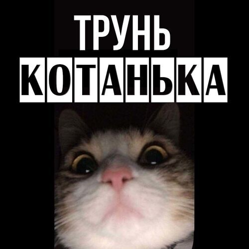 Открытка Котанька Трунь