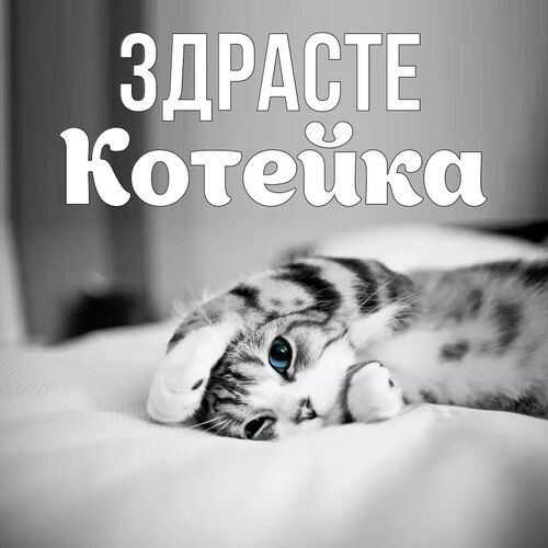 Открытка Котейка Здрасте