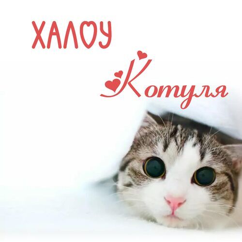 Открытка Котуля Халоу