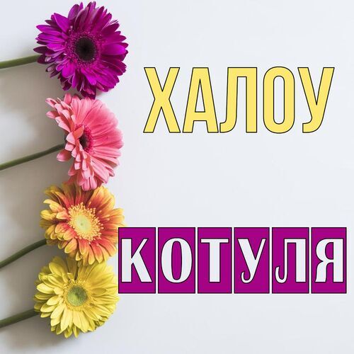 Открытка Котуля Халоу