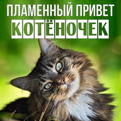 Открытка Котёночек Пламенный привет