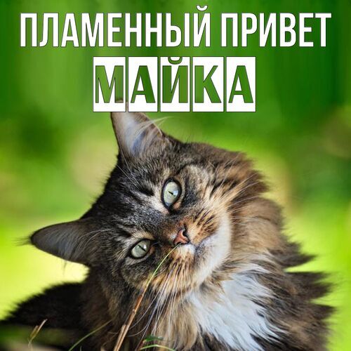 Открытка Майка Пламенный привет