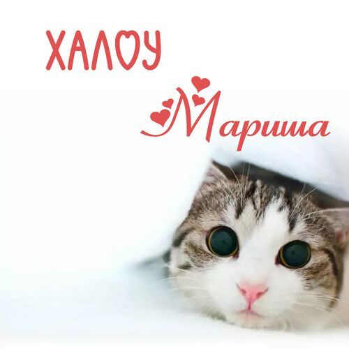 Открытка Мариша Халоу