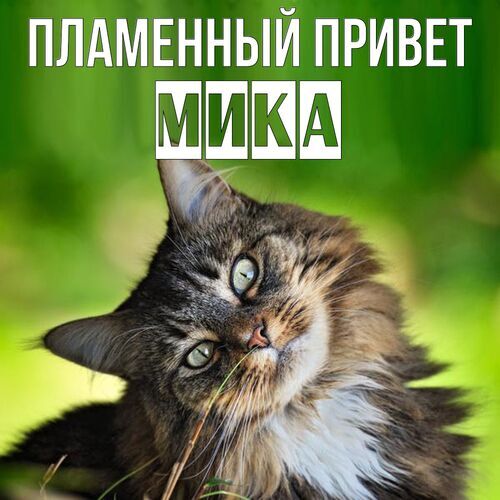 Открытка Мика Пламенный привет