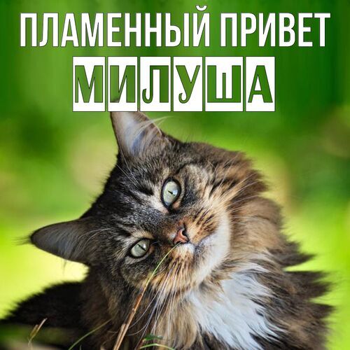 Открытка Милуша Пламенный привет