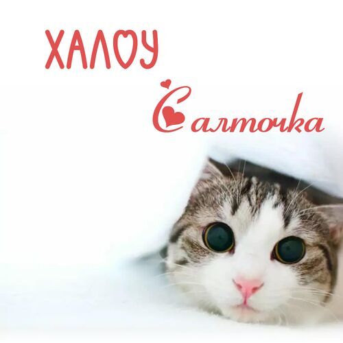 Открытка Салточка Халоу