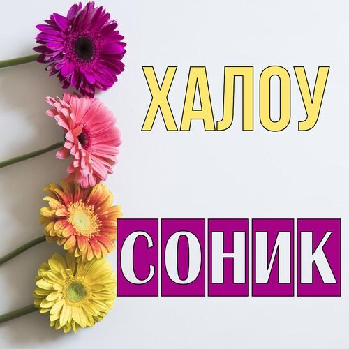 Открытка Соник Халоу