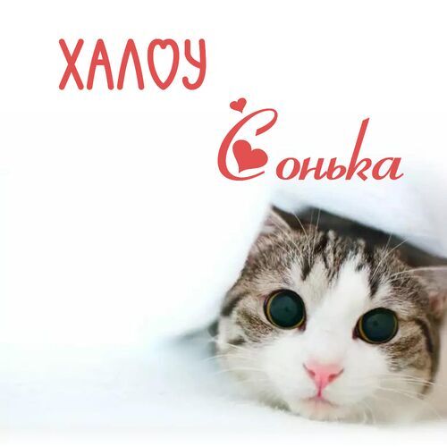 Открытка Сонька Халоу