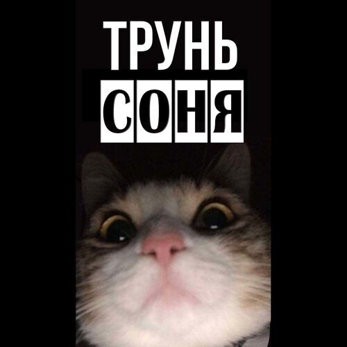 Открытка Соня Трунь