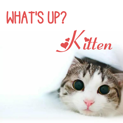 Открытка Kitten What