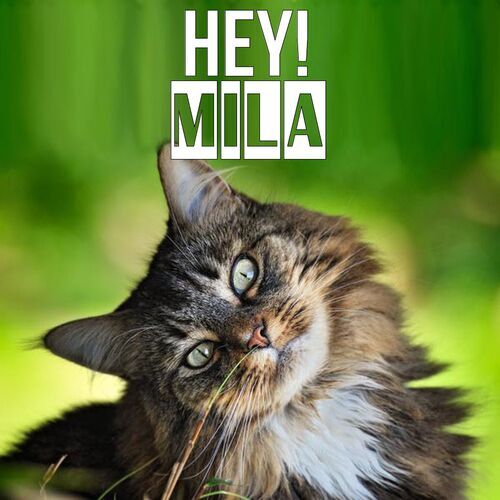 Открытка Mila Hey!